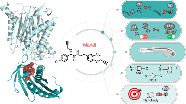 Mandipropamid as a chemical inducer of proximity for in vivo applications