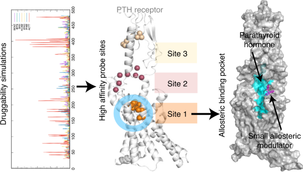 Precise druggability of the PTH type 1 receptor