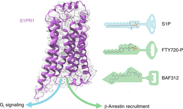 Structural basis of sphingosine-1-phosphate receptor 1 activation and biased agonism