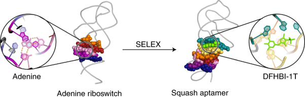 The fluorescent aptamer Squash extensively repurposes the adenine riboswitch fold