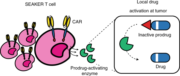 Engineering CAR-T cells to activate small-molecule drugs in situ