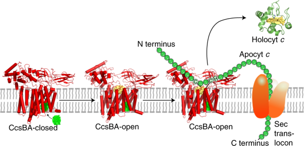 Cryo-EM of CcsBA reveals the basis for cytochrome <i>c</i> biogenesis and heme transport