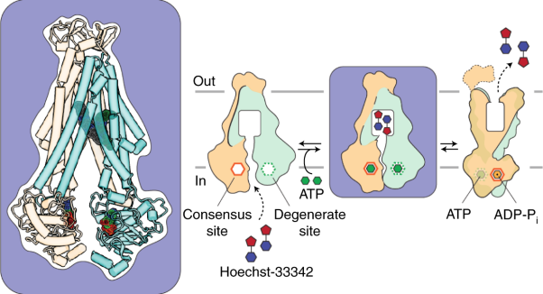 Asymmetric drug binding in an ATP-loaded inward-facing state of an ABC transporter