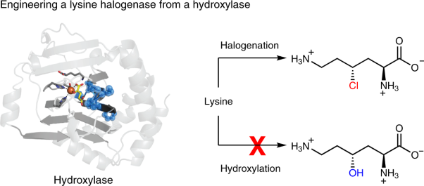 Reaction pathway engineering converts a radical hydroxylase into a halogenase