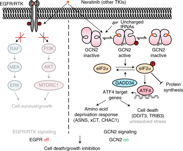 GCN2 kinase activation by ATP-competitive kinase inhibitors