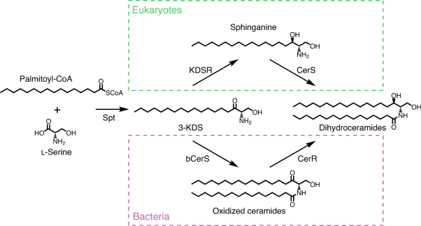 Convergent evolution of bacterial ceramide synthesis