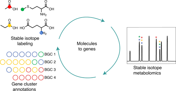 An isotopic labeling approach linking natural products with biosynthetic gene clusters