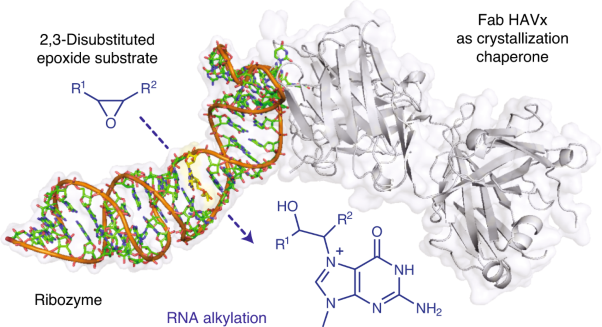 Structural basis for substrate binding and catalysis by a self-alkylating ribozyme