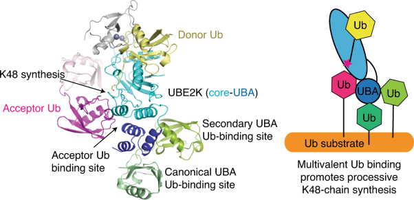 Structure of UBE2K–Ub/E3/polyUb reveals mechanisms of K48-linked Ub chain extension