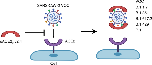 Engineered ACE2 decoy mitigates lung injury and death induced by SARS-CoV-2 variants