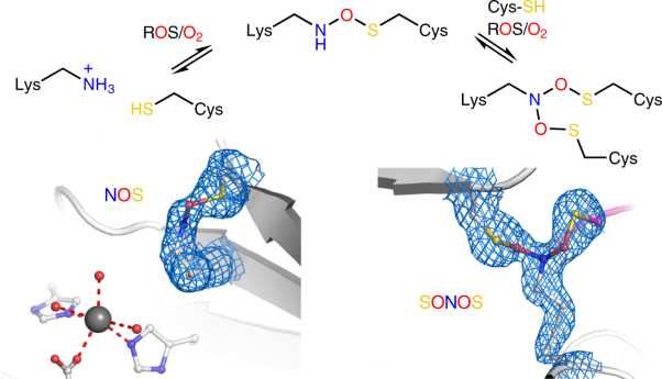 Widespread occurrence of covalent lysine–cysteine redox switches in proteins