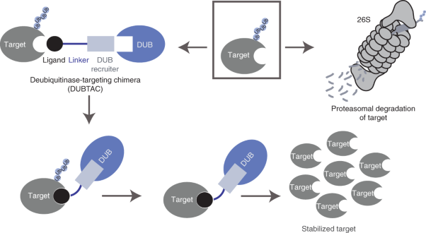 Deubiquitinase-targeting chimeras for targeted protein stabilization
