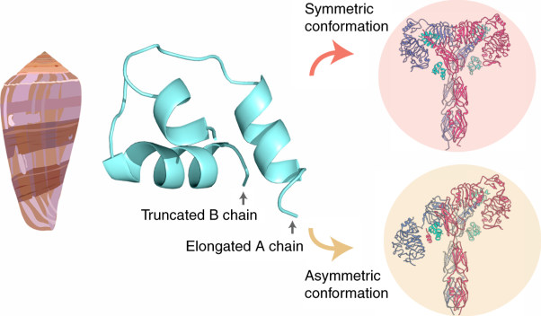 Symmetric and asymmetric receptor conformation continuum induced by a new insulin