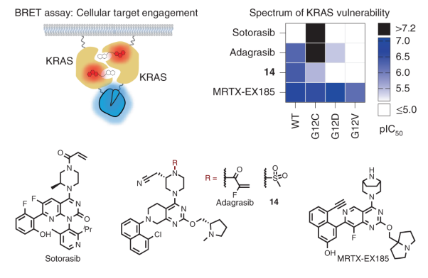 KRAS is vulnerable to reversible switch-II pocket engagement in cells