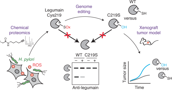 An infection-induced oxidation site regulates legumain processing and tumor growth