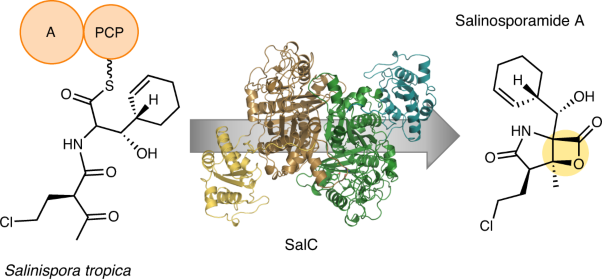 Enzymatic assembly of the salinosporamide γ-lactam-β-lactone anticancer warhead