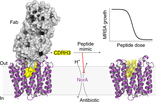 Structural basis for inhibition of the drug efflux pump NorA from <i>Staphylococcus aureus</i>