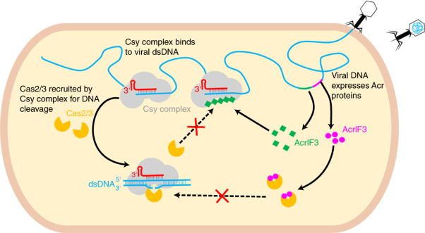 AcrIF5 specifically targets DNA-bound CRISPR-Cas surveillance complex for inhibition