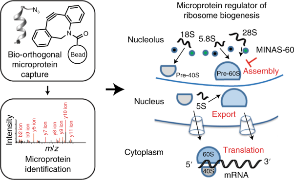 Nascent alt-protein chemoproteomics reveals a pre-60S assembly checkpoint inhibitor