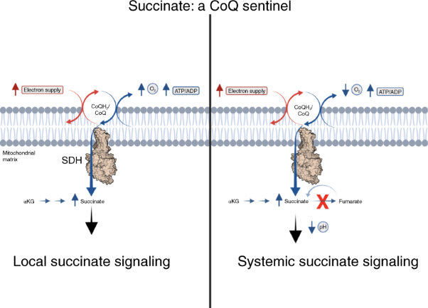 Why succinate? Physiological regulation by a mitochondrial coenzyme Q sentinel