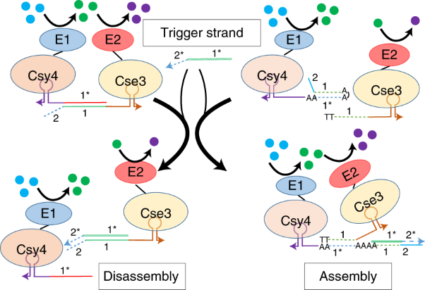 Dynamic modulation of enzyme activity by synthetic CRISPR–Cas6 endonucleases