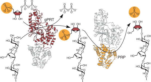 The biosynthetic origin of ribofuranose in bacterial polysaccharides