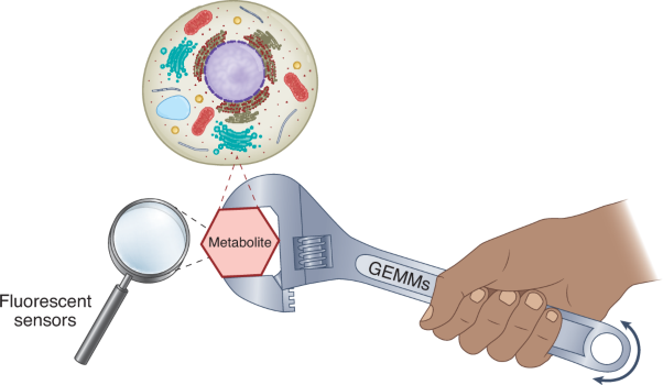 Genetically encoded tools for measuring and manipulating metabolism