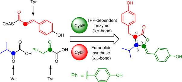 Biosynthesis of cyanobacterin, a paradigm for furanolide core structure assembly