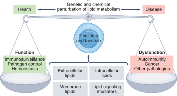 Lipid metabolism in T cell signaling and function