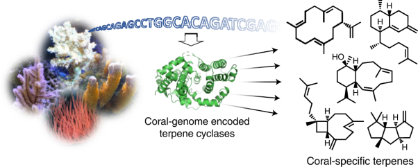 Ancient plant-like terpene biosynthesis in corals