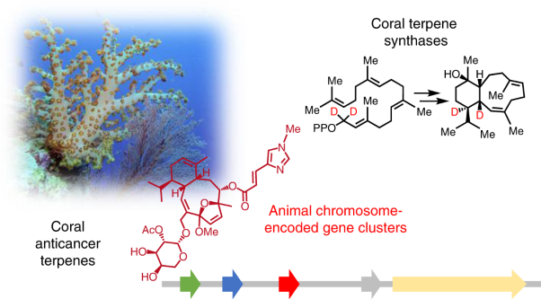 Ancient defensive terpene biosynthetic gene clusters in the soft corals