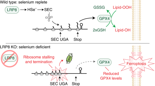 Ribosome stalling during selenoprotein translation exposes a ferroptosis vulnerability