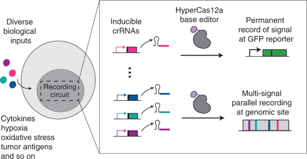 Scalable biological signal recording in mammalian cells using Cas12a base editors