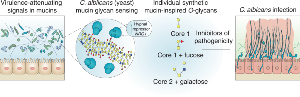 Mucin <i>O</i>-glycans are natural inhibitors of <i>Candida albicans</i> pathogenicity