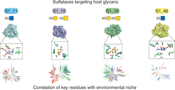 Sulfated glycan recognition by carbohydrate sulfatases of the human gut microbiota
