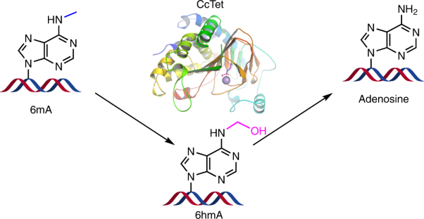 A fungal dioxygenase CcTet serves as a eukaryotic 6mA demethylase on duplex DNA