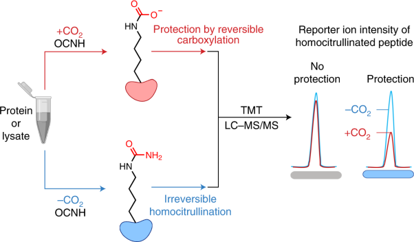 Chemoproteomic identification of CO<sub>2</sub>-dependent lysine carboxylation in proteins