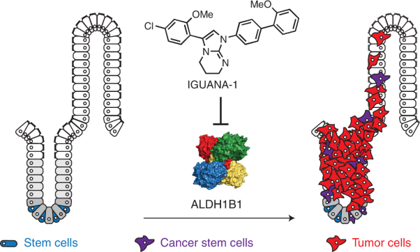 Targeting colorectal cancer with small-molecule inhibitors of ALDH1B1