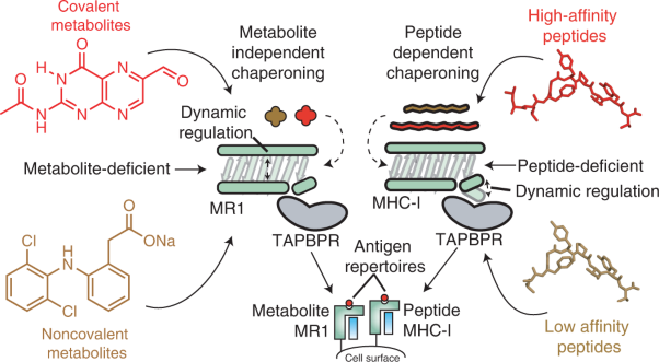 TAPBPR employs a ligand-independent docking mechanism to chaperone MR1 molecules
