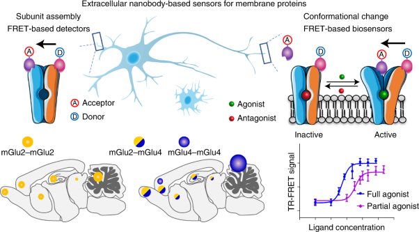 Nanobody-based sensors reveal a high proportion of mGlu heterodimers in the brain