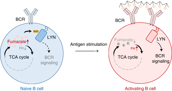 Fumarate suppresses B-cell activation and function through direct inactivation of LYN