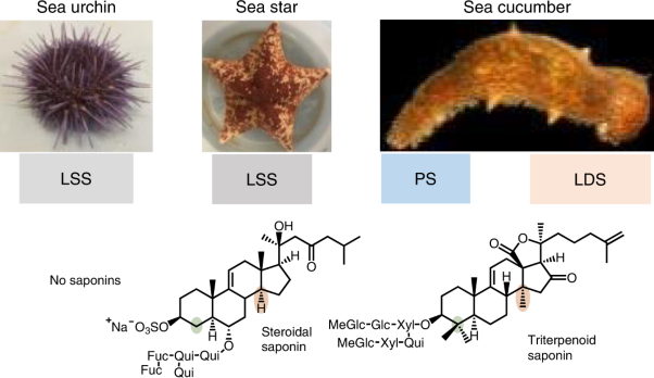 Biosynthesis of saponin defensive compounds in sea cucumbers