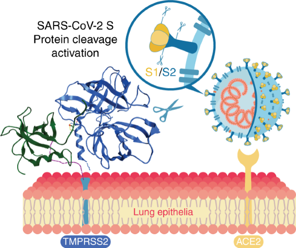 Structure and activity of human TMPRSS2 protease implicated in SARS-CoV-2 activation