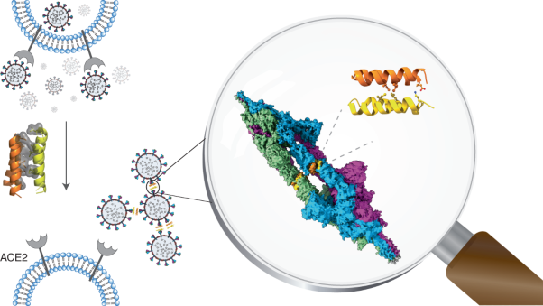 A dimeric proteomimetic prevents SARS-CoV-2 infection by dimerizing the spike protein