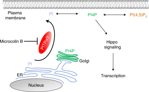 Hippo pathway regulation by phosphatidylinositol transfer protein and phosphoinositides