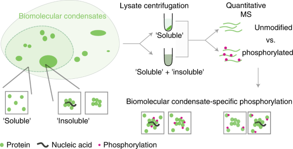 Systematic discovery of biomolecular condensate-specific protein phosphorylation