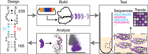 Three-dimensional structure-guided evolution of a ribosome with tethered subunits