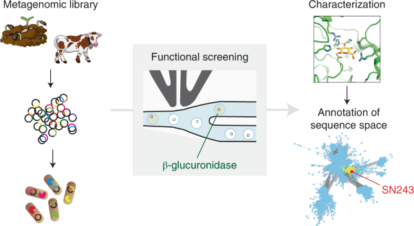 Functional metagenomic screening identifies an unexpected β-glucuronidase