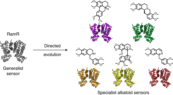 Using fungible biosensors to evolve improved alkaloid biosyntheses