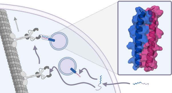 De novo designed peptides for cellular delivery and subcellular localisation